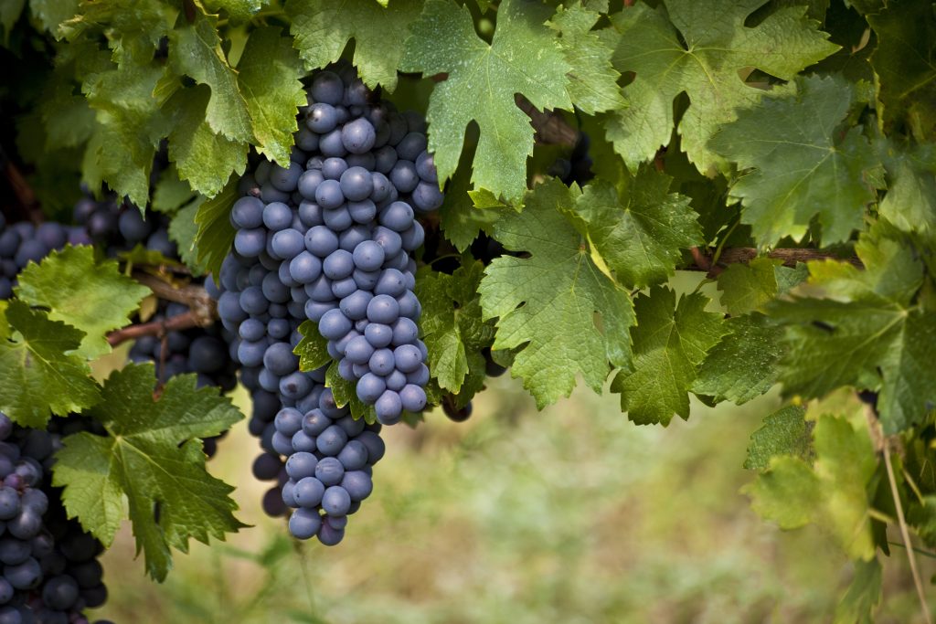 Mencia & Bierzo - Spanish Red Wine Varietals | Wine Blog from The ...